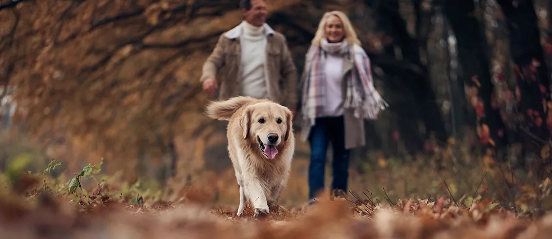 Dog friendly walks in and around Disley